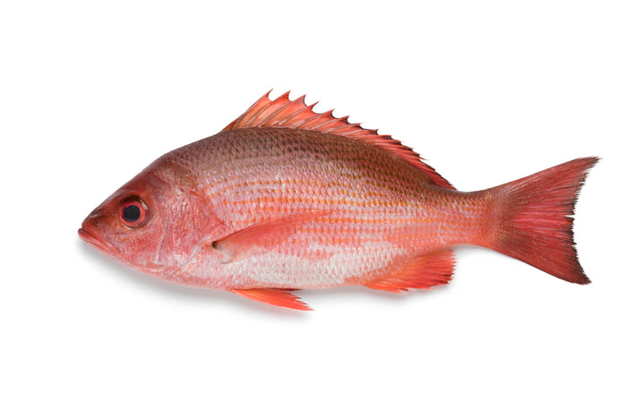 Red Snapper smal